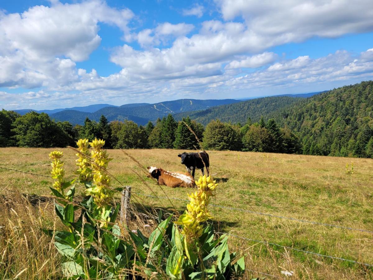 Appartement Chaleureux Au Coeur Des Hautes Vosges Ventron Eksteriør billede