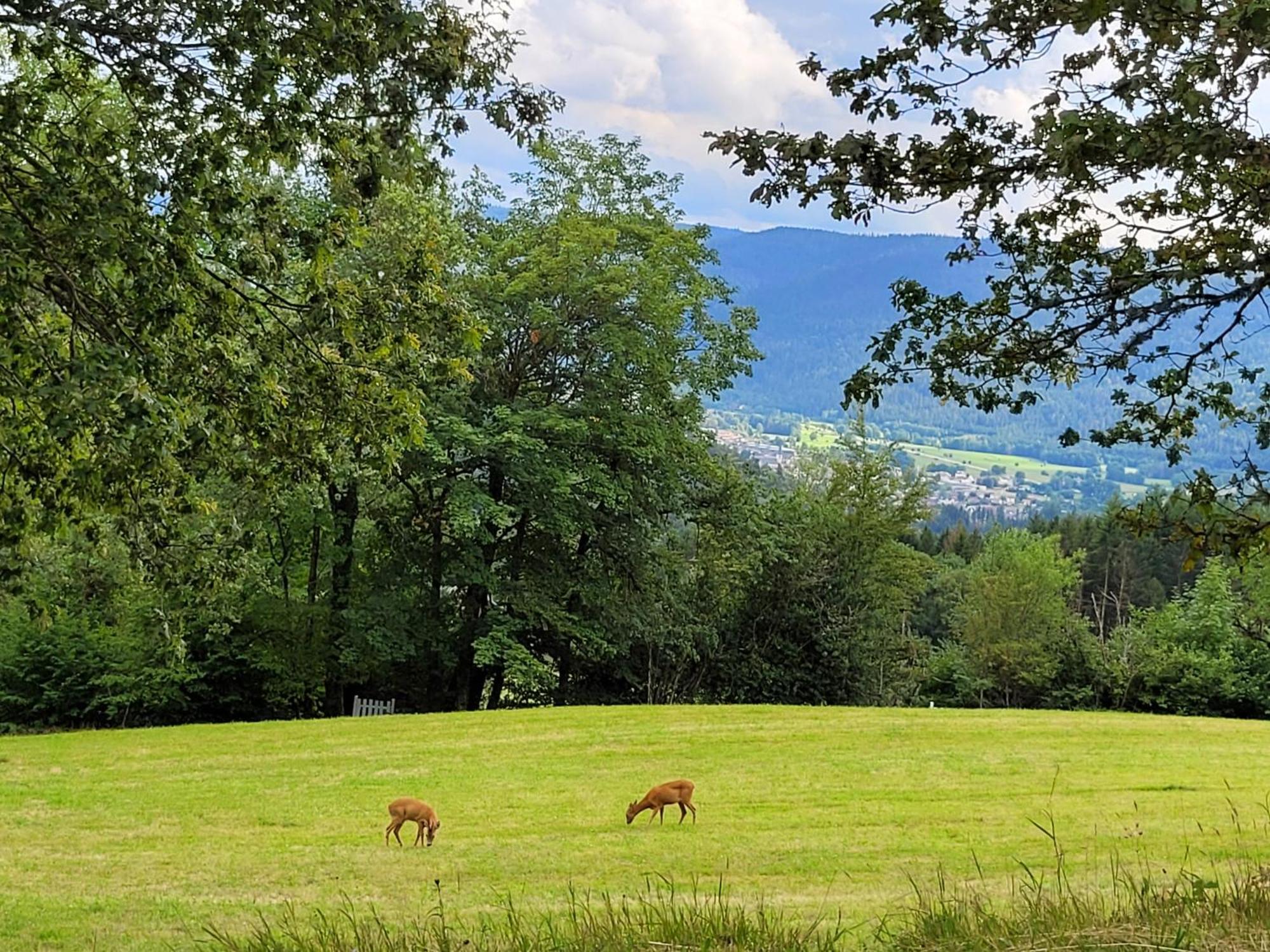 Appartement Chaleureux Au Coeur Des Hautes Vosges Ventron Eksteriør billede